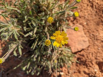 Tetraneuris acaulis, photographed by Alexandre Passos