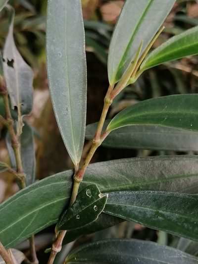 Piper linearifolium, photographed by Erick Vélez Sánchez