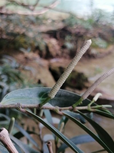 Piper linearifolium, photographed by Erick Vélez Sánchez