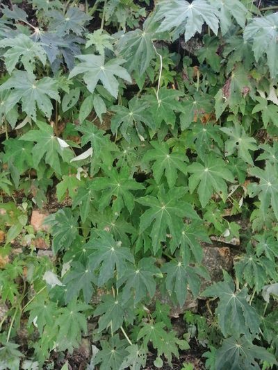Begonia heracleifolia, photographed by Erick Vélez Sánchez