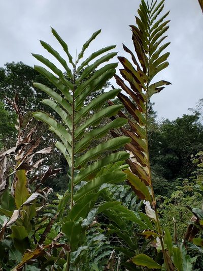 Hellwigia boia, photographed by John Gaskin