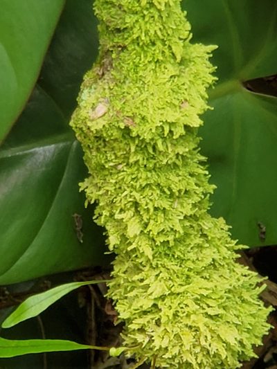 Lejeunea flava, photographed by John Gaskin