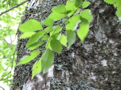 Carpinus tschonoskii, photographed by Marco Mussita