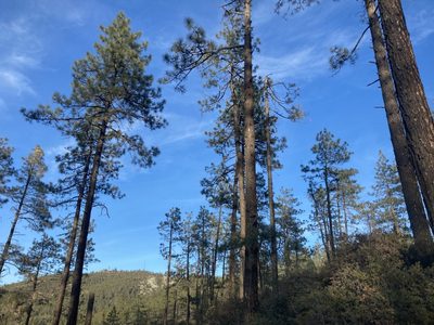 Pinus jeffreyi, photographed by Adam J. Searcy