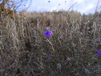 Lithodora fruticosa, photographed by castieler