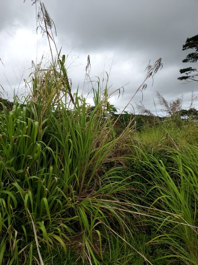 Themeda villosa, photographed by John Gaskin