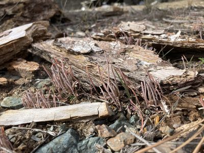 Claytonia exigua, photographed by Adam J. Searcy