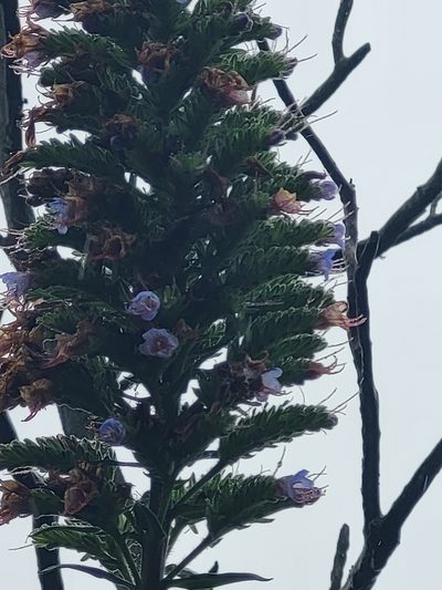 Echium acanthocarpum, photographed by Jacek Pietruszewski