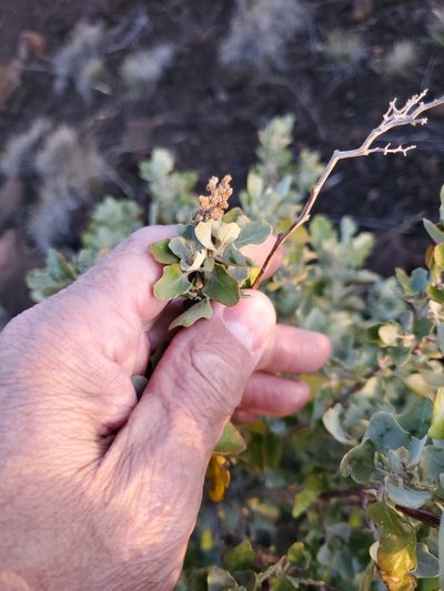 Chenopodium oahuense, photographed by John Gaskin