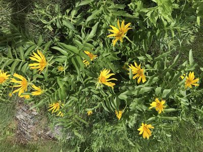 Balsamorhiza macrophylla, photographed by Robbie Hannawacker