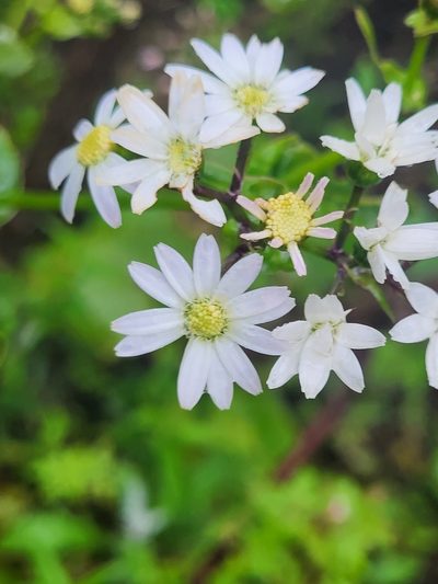 Pericallis steetzii, photographed by Jacek Pietruszewski