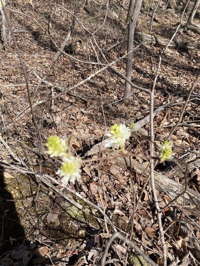 Fothergilla latifolia, photographed by Carol Ann McCormick