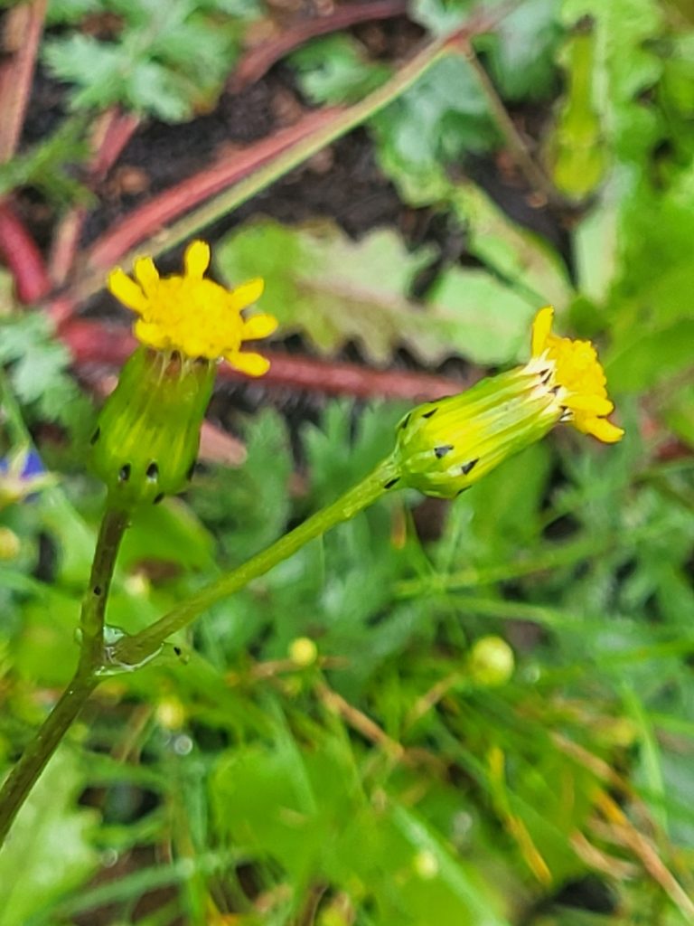 Senecio teneriffae, photographed by Jacek Pietruszewski