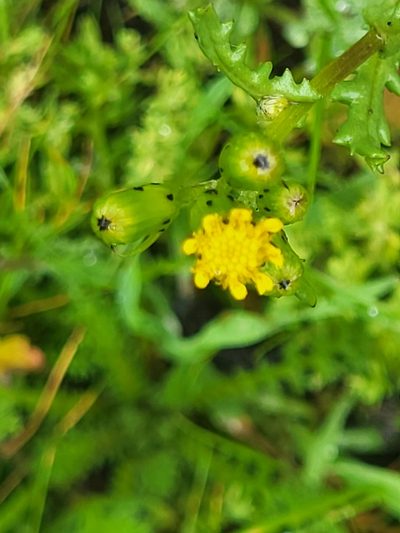 Senecio teneriffae, photographed by Jacek Pietruszewski