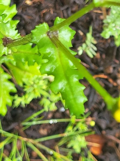 Senecio teneriffae, photographed by Jacek Pietruszewski