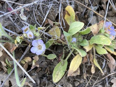 Phacelia divaricata, photographed by Adam J. Searcy