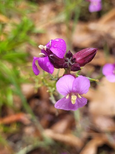 Erysimum virescens, photographed by Jacek Pietruszewski