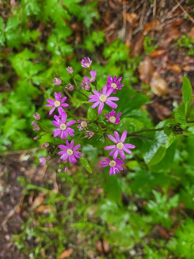 Pericallis steetzii, photographed by Jacek Pietruszewski