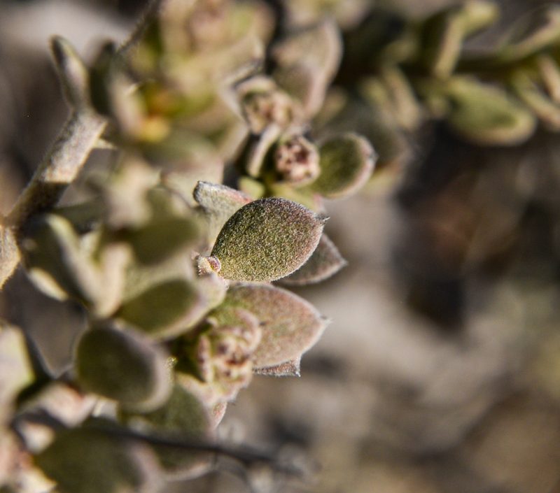Krameria cistoidea, photographed by Nicolás Villaseca Merino
