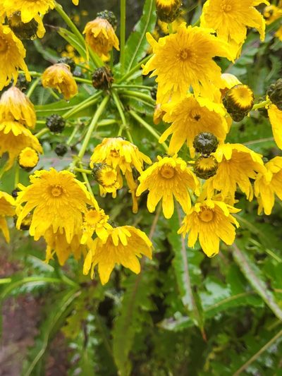 Sonchus hierrensis, photographed by Jacek Pietruszewski