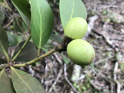 Acokanthera oppositifolia, photographed by Andrew Gillespie