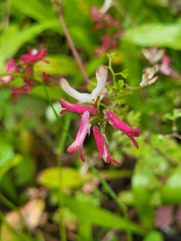 Fumaria coccinea, photographed by Jacek Pietruszewski
