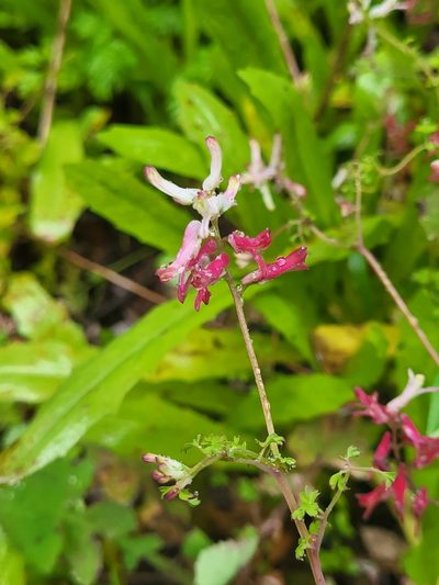 Fumaria coccinea, photographed by Jacek Pietruszewski