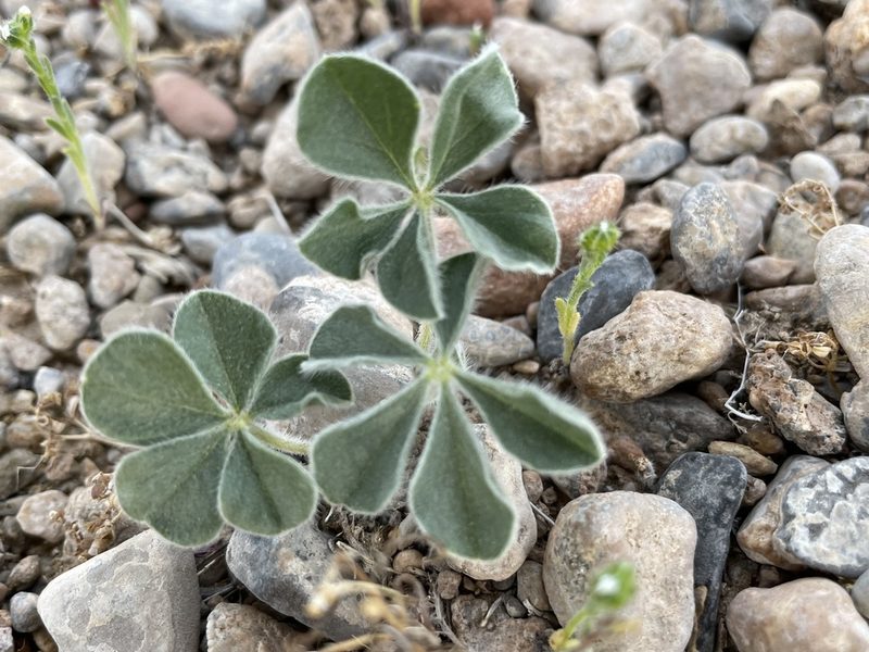 Pediomelum castoreum, photographed by Bobby McCabe