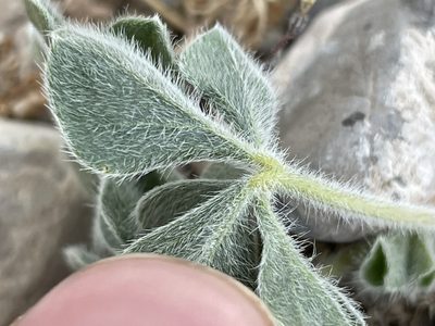 Pediomelum castoreum, photographed by Bobby McCabe
