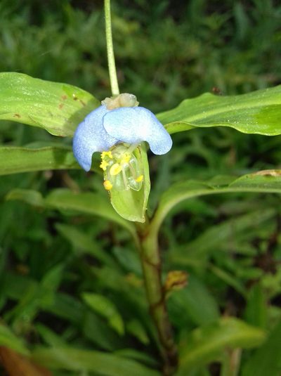 Commelina obliqua, photographed by Carlos Henrique Russi
