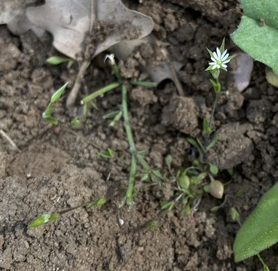 Stellaria nitens, photographed by Adam J. Searcy