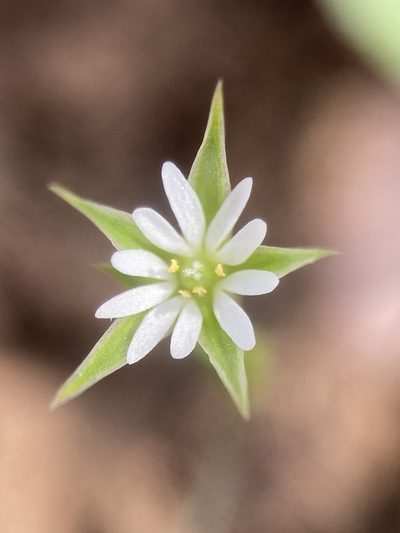 Stellaria nitens, photographed by Adam J. Searcy