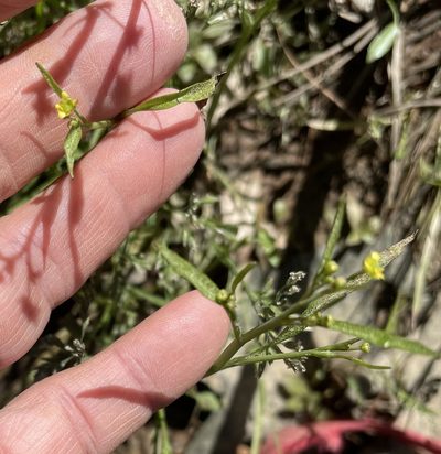 Ranunculus pusillus, photographed by Becky Dill