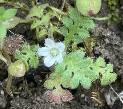 Nemophila pedunculata, photographed by Adam J. Searcy