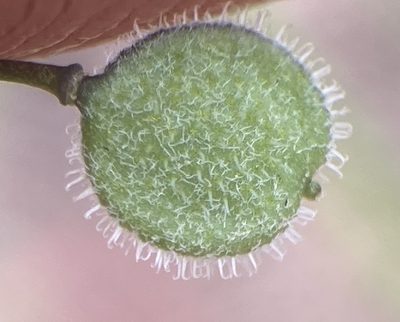 Athysanus pusillus, photographed by Adam J. Searcy