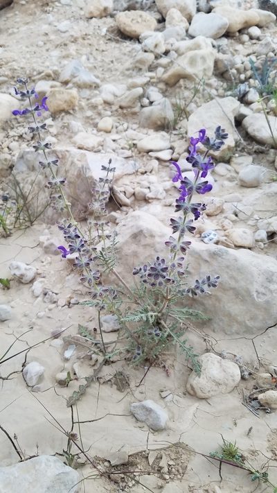 Salvia lanigera, photographed by Mitch Van Dyke