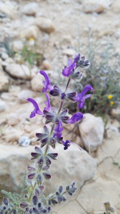 Salvia lanigera, photographed by Mitch Van Dyke