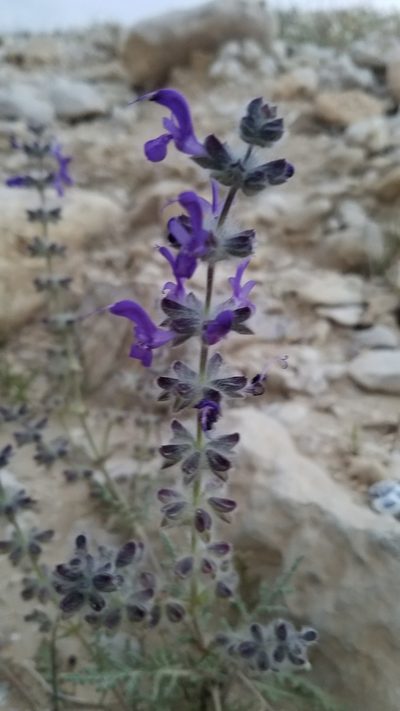Salvia lanigera, photographed by Mitch Van Dyke