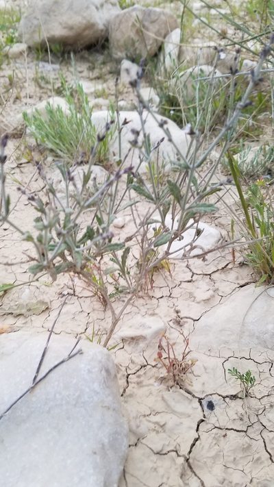 Salvia aegyptiaca, photographed by Mitch Van Dyke
