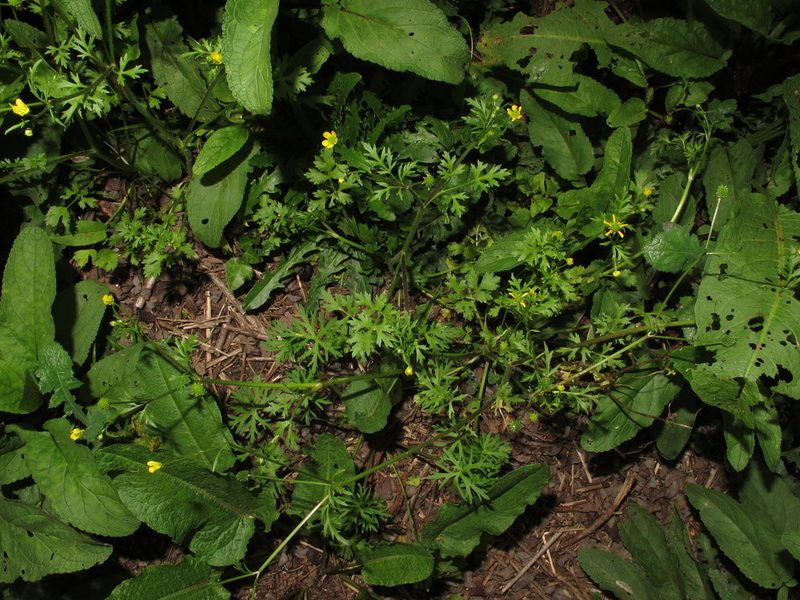 Ranunculus trilobus, photographed by José Luis Camaño