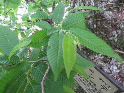 Carpinus japonica, photographed by Marco Mussita