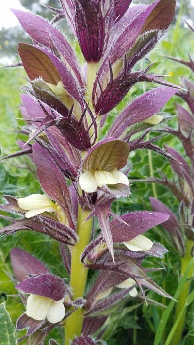 Acanthus hirsutus, photographed by Mitch Van Dyke