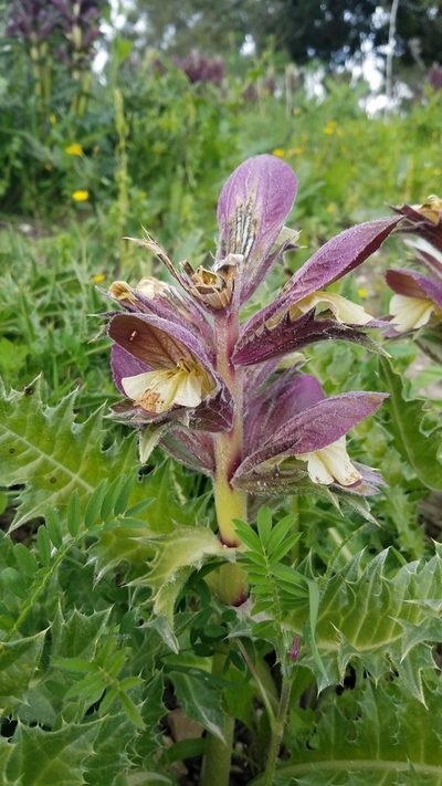 Acanthus hirsutus, photographed by Mitch Van Dyke