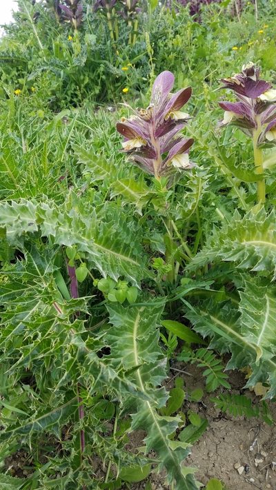 Acanthus hirsutus, photographed by Mitch Van Dyke