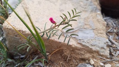Vicia monantha, photographed by Mitch Van Dyke