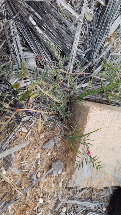 Vicia monantha, photographed by Mitch Van Dyke
