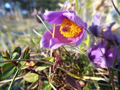 Pulsatilla grandis, photographed by Michael Andresek