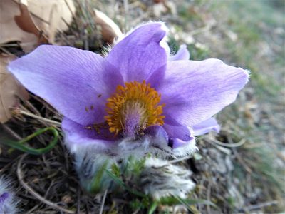 Pulsatilla grandis, photographed by Michael Andresek