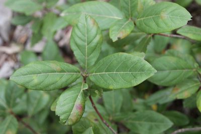 Viburnum tinus, photographed by Olivier Argagnon