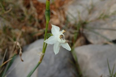 Narcissus dubius, photographed by Julien Renoult